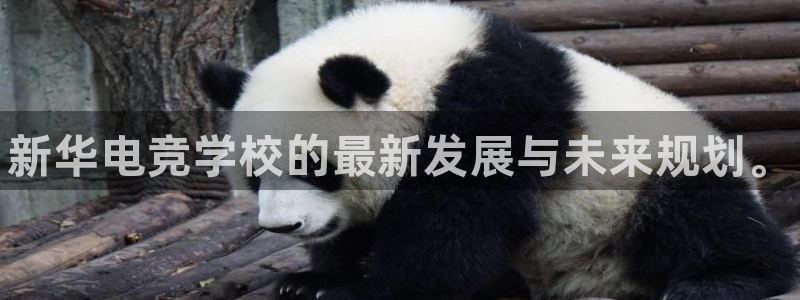 JJB电竞官：新华电竞学校的最新发展与未来规划。