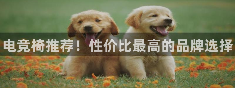 JJB电竞官方网站：电竞椅推荐！性价比最高的品牌选择