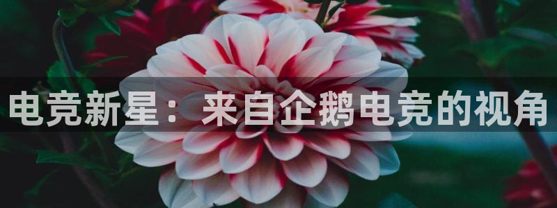 JJB电竞官方网站：电竞新星：来自企鹅电竞的视角
